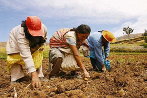 PRI Nayarit señala que el abandono al campo está golpeando la economía de las familias